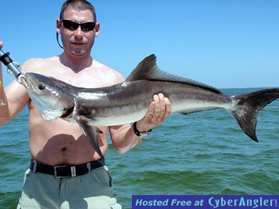 Charlotte Harbor Cobia