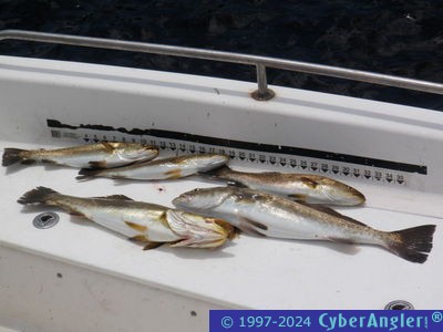 Click to Enlarge Photo