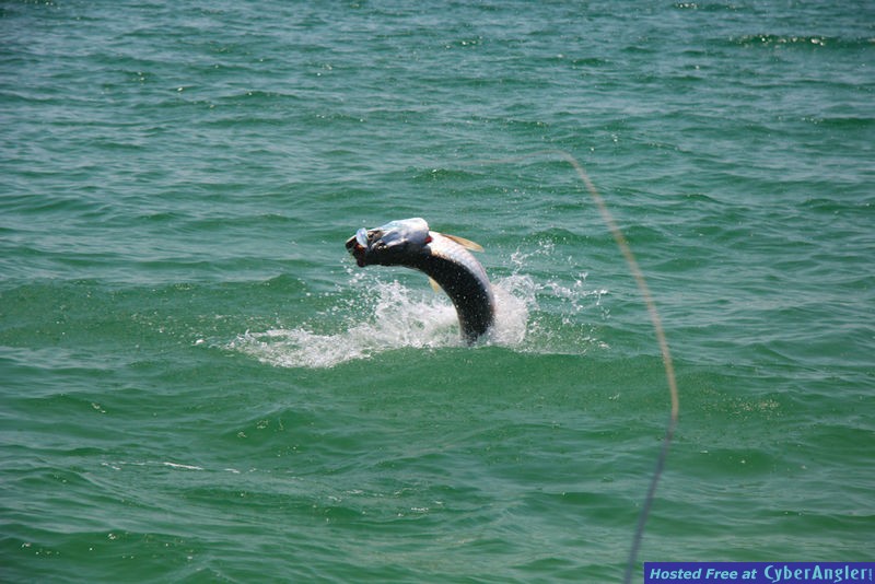 Oceanside Tarpon Tampa Bay