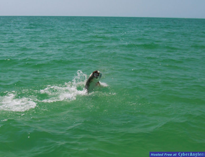 Oceanside Tarpon Tampa Bay