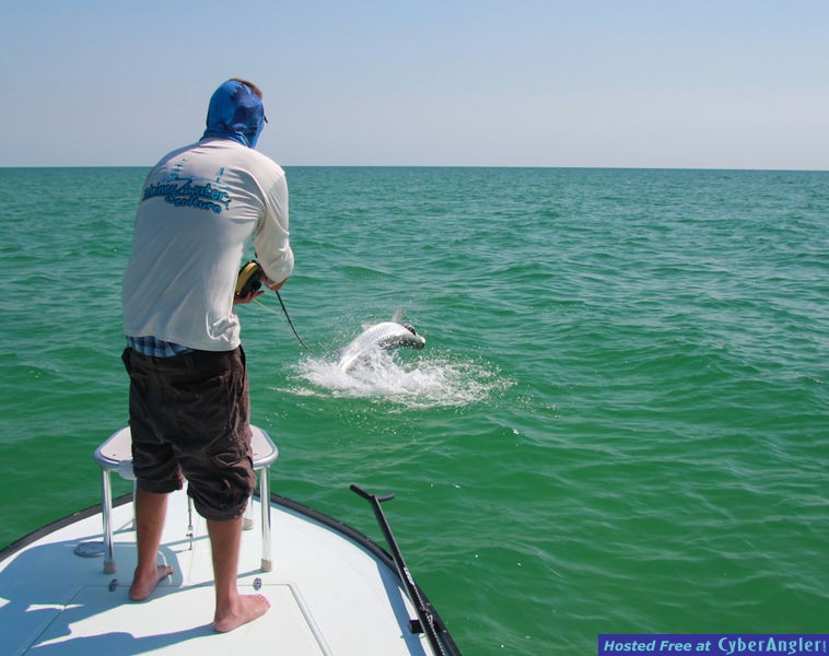 Oceanside Tarpon Tampa Bay