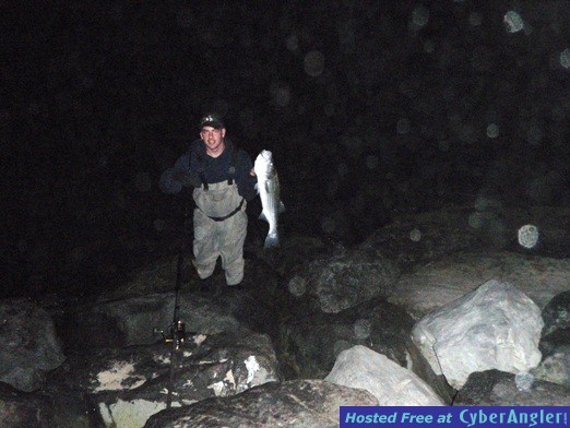 striped Bass