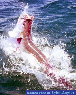 Click to Enlarge Photo