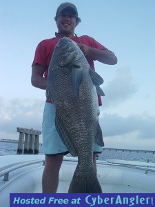 Mr_Colby_Sultans_50sh_black_drum