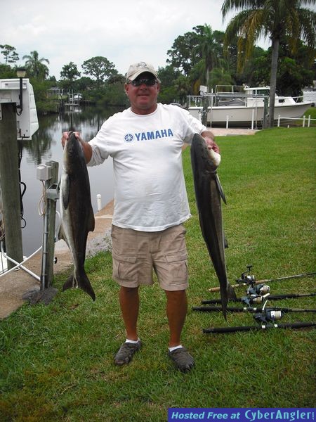 cobia