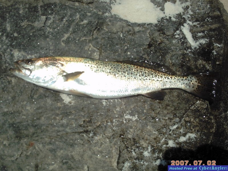 22 inch trout