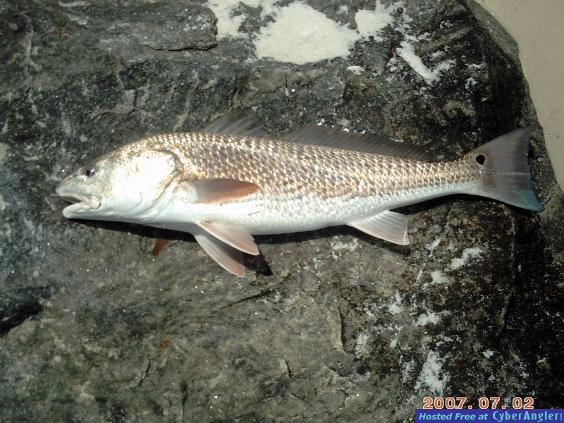 27 inch redfish