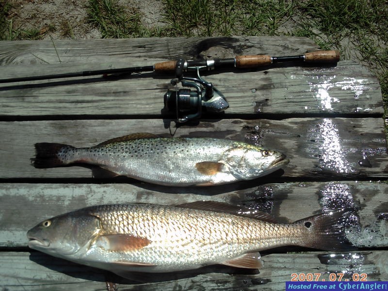 red and trout