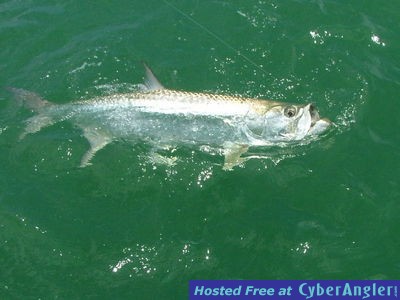 Mike_s_Tarpon_2010