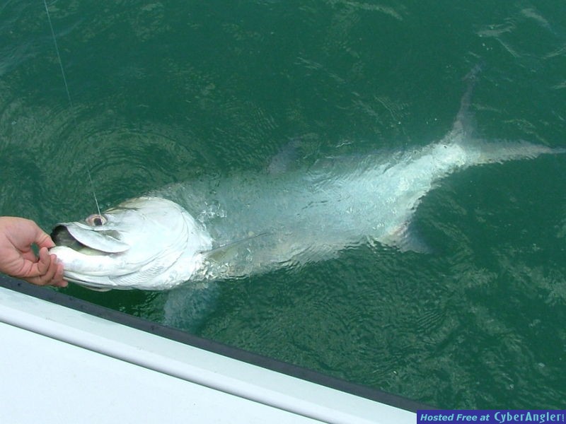 Tarpon_boatside_2