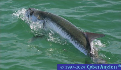 Click to Enlarge Photo