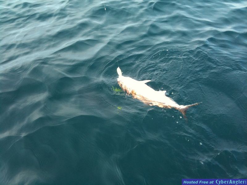 Click to Enlarge Photo