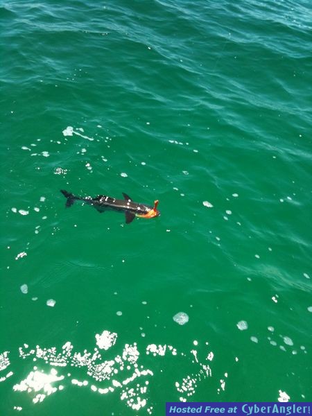Panama City Beach Fishing