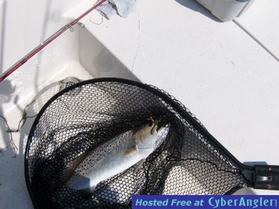 Speckle Trout in Net