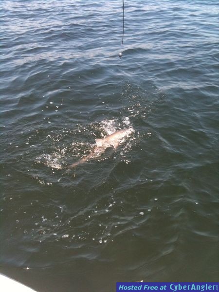 trout_196