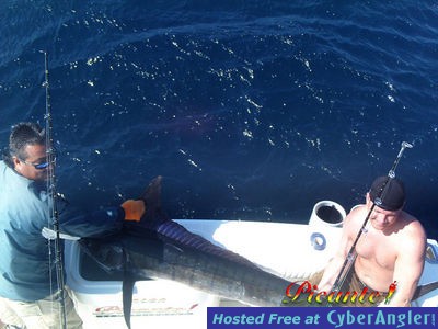 Another Marlin onboard the Salsa