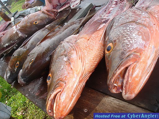 Hooked on Panama Owner's