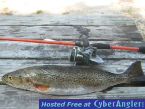 22_inch_4Lb_trout