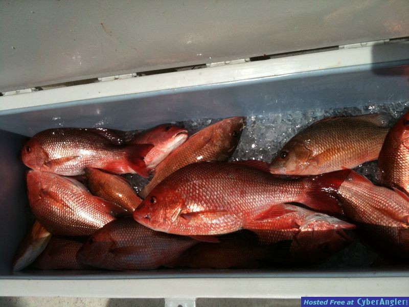 trout_227