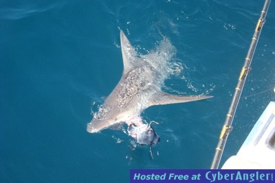 Click to Enlarge Photo