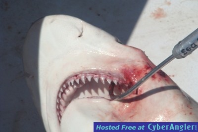 Click to Enlarge Photo