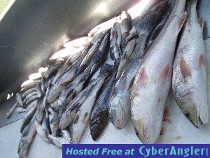 Reds_flounder_drum