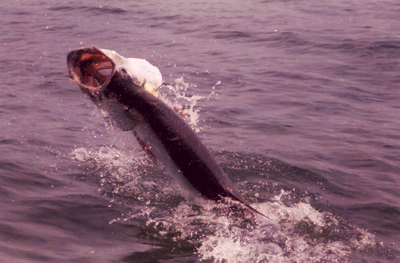 Click to Enlarge Photo