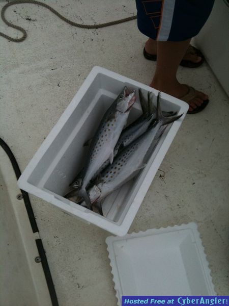 trout_263
