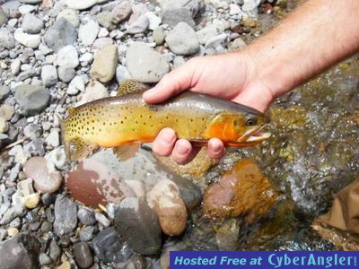 Click to Enlarge Photo