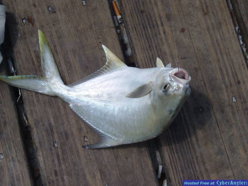 Good Keeper Pompano!