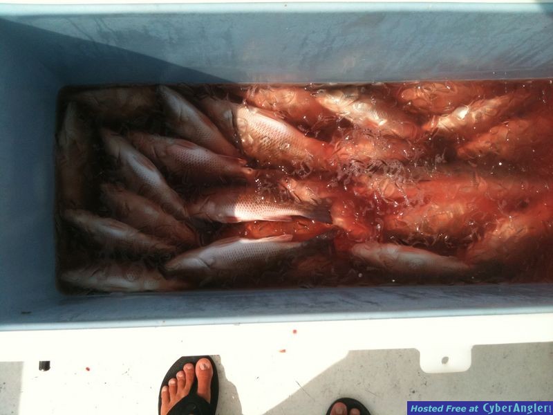 trout_281