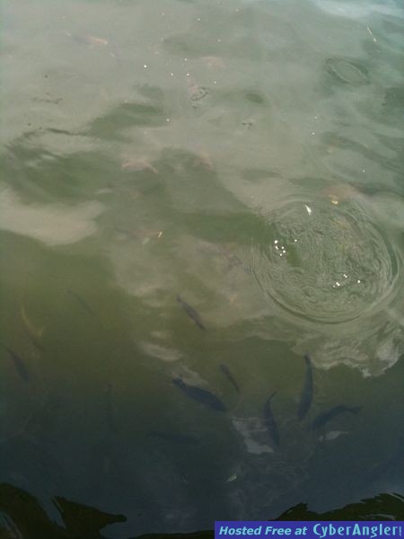 trout_223