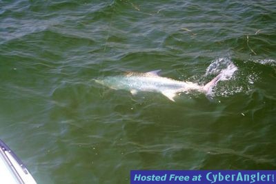 Click to Enlarge Photo