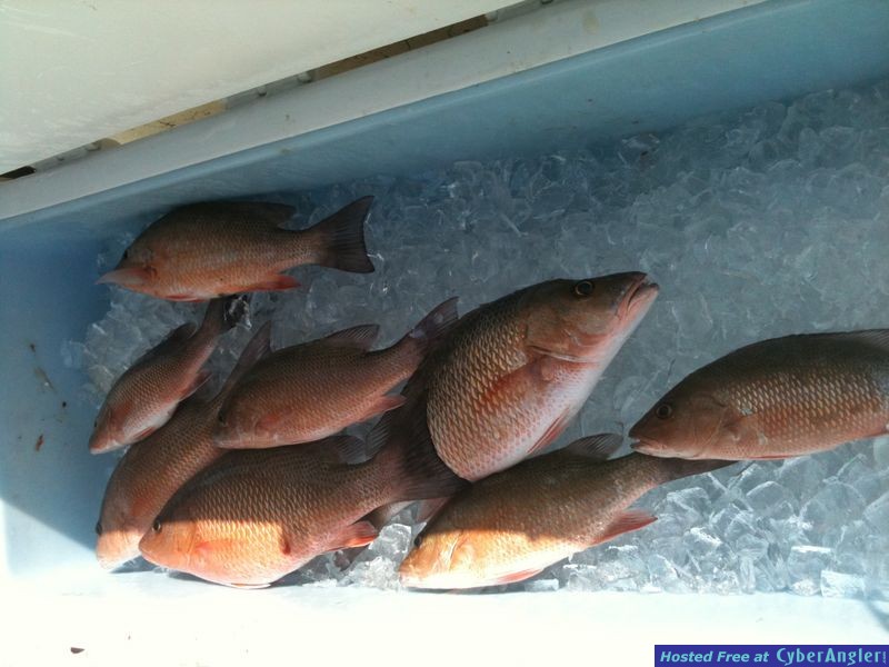 trout_302