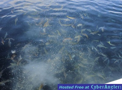 Click to Enlarge Photo