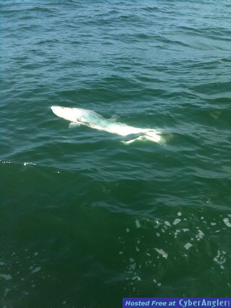 trout_322