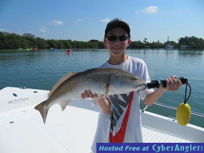 Big reds is Sarasota Bay