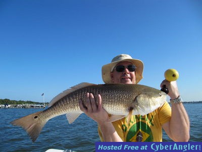 Big reds is Sarasota Bay