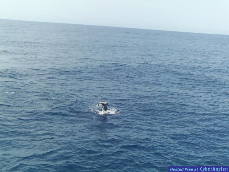 Jumping Jack  Fish