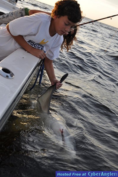 Charlotte Harbor Lemon Shark