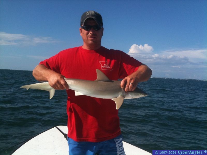 Shark action!