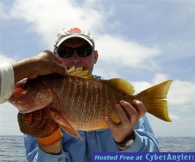 Justin_Mitchell_Yellow_Tail_Snapper