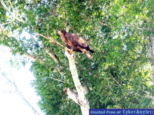 Baby_Bald_eagle_3