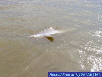 Zach_s_lemon_shark