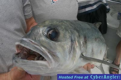 Click to Enlarge Photo