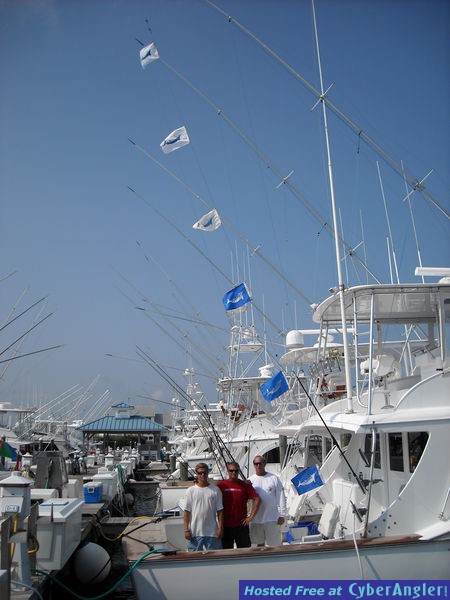 BLUE AND WHITE MARLIN