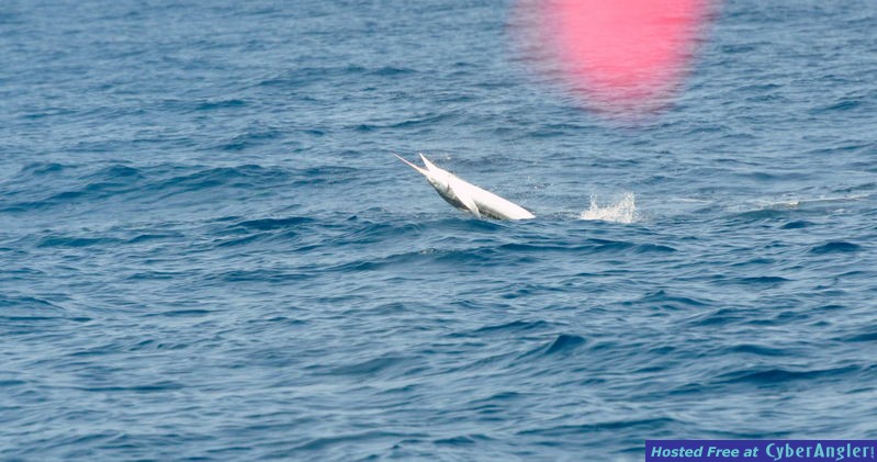 BLUE MARLIN WHITE MARLIN