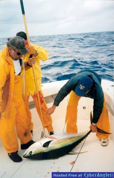 Tuna3