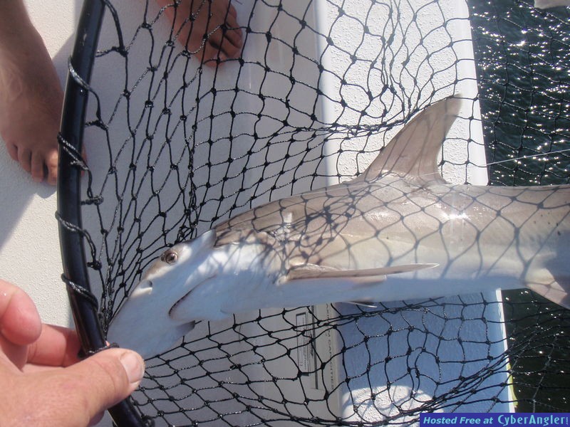 septshark_001