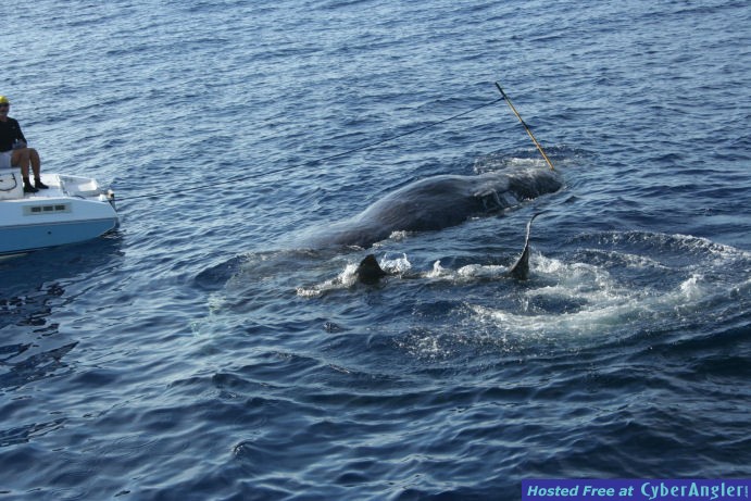 large Tiger shark feeding
